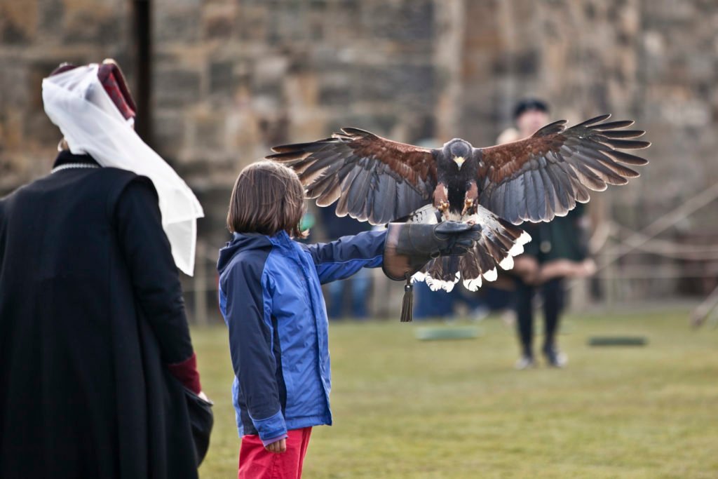 Falconry at Alnwick Castle